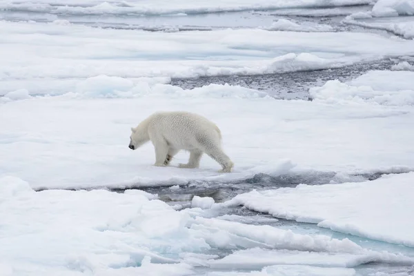 Twee Jonge Wilde Ijsberen Spelen Pakijs Het Arctische Zee Ten — Stockfoto