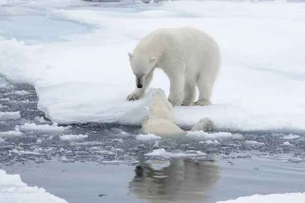 Dos Jóvenes Osos Polares Salvajes Jugando Sobre Hielo Mar Ártico — Foto de Stock