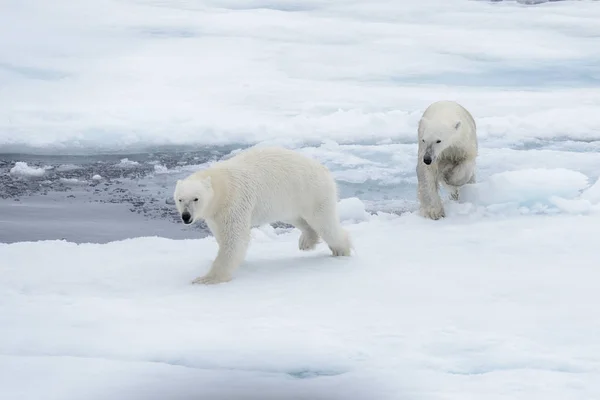 Два Молодих Диких Моржі Грає Pack Льоду Арктичні Моря Півночі — стокове фото