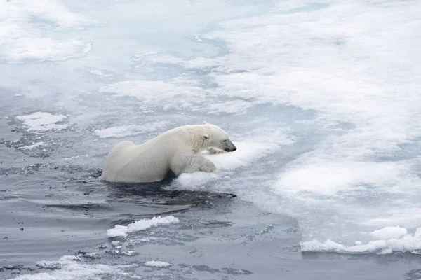 Eisbär Ursus Maritimus Schwimmt Arktischen Meer Aus Nächster Nähe — Stockfoto