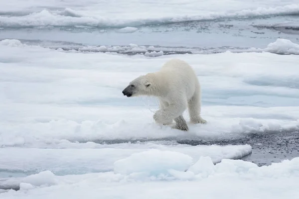 Orso Polare Selvatico Branco Nel Mare Artico — Foto Stock