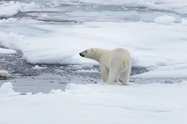 Két Fiatal Vad Jegesmedvék Játszik Jégtáblák Sarkvidéki Tengeri Északi Svalbard — Stock Fotó