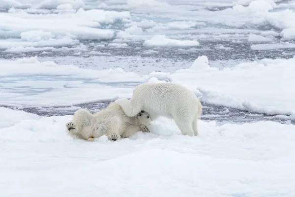 Két Fiatal Vad Jegesmedvék Játszik Jégtáblák Sarkvidéki Tengeri Északi Svalbard — Stock Fotó