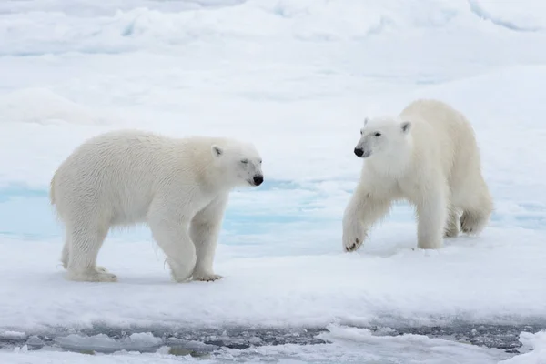 Zwei Junge Wilde Eisbären Spielen Auf Packeis Arktischen Meer — Stockfoto