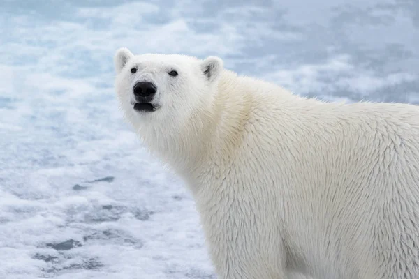 Eisbärenkopf Ursus Maritimus Aus Nächster Nähe — Stockfoto