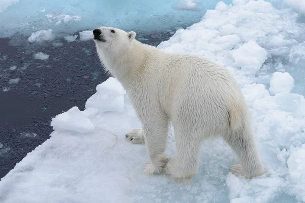 Urso Polar Selvagem Gelo Pacote Mar Ártico Cima Vista Aérea — Fotografia de Stock