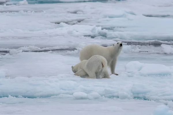 北極海の流氷で遊ぶ 若い野生のホッキョクグマは — ストック写真