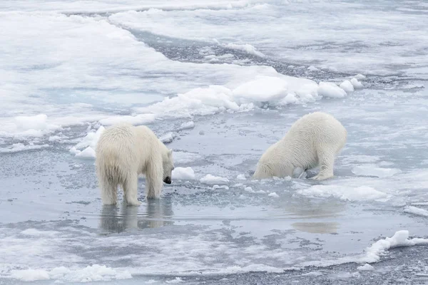 Dos Jóvenes Osos Polares Salvajes Jugando Sobre Hielo Mar Ártico — Foto de Stock