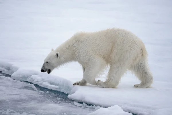 Urso Polar Selvagem Indo Água Gelo Pacote Mar Ártico — Fotografia de Stock