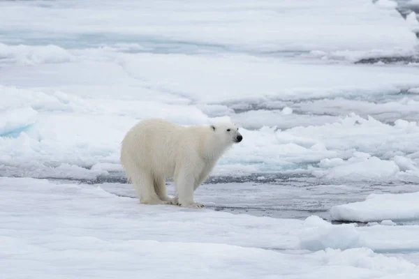 Два Молодых Белых Медведя Играют Паковом Льду Арктическом Море Северу — стоковое фото