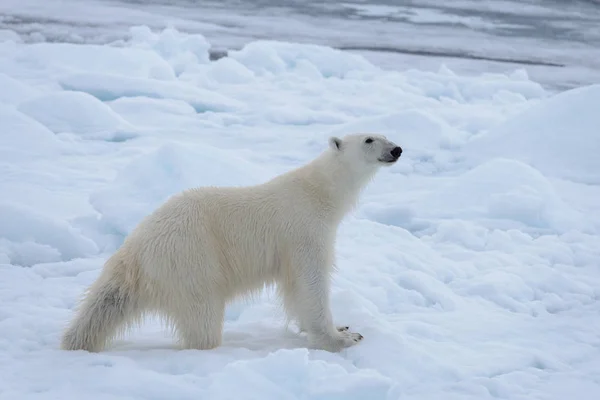 Urso Polar Selvagem Gelo Pacote Mar Ártico Close — Fotografia de Stock