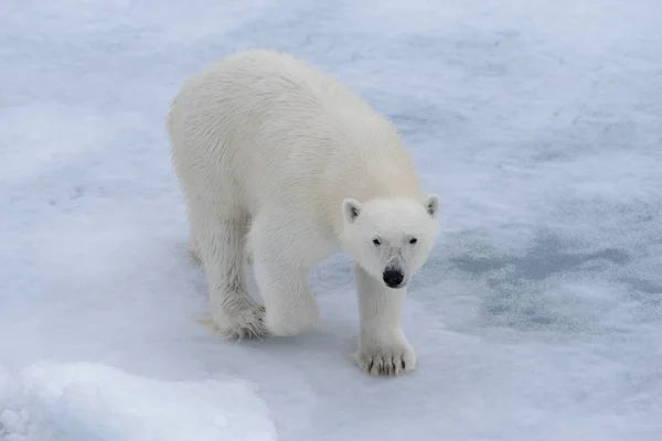 Urso Polar Ursus Maritimus Bloco Gelo Norte Ilha Spitsbergen Svalbard — Fotografia de Stock