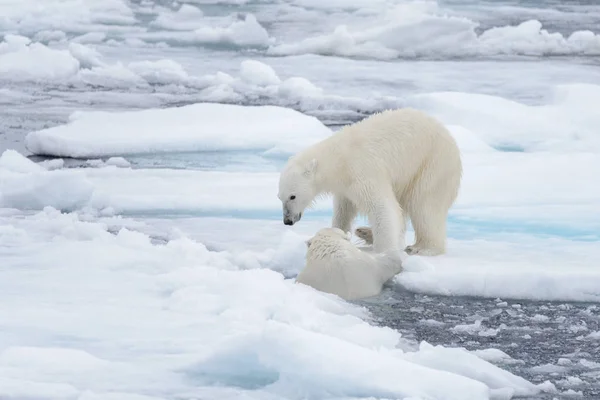 Twee Jonge Wilde Ijsberen Spelen Pakijs Het Arctische Zee Ten — Stockfoto