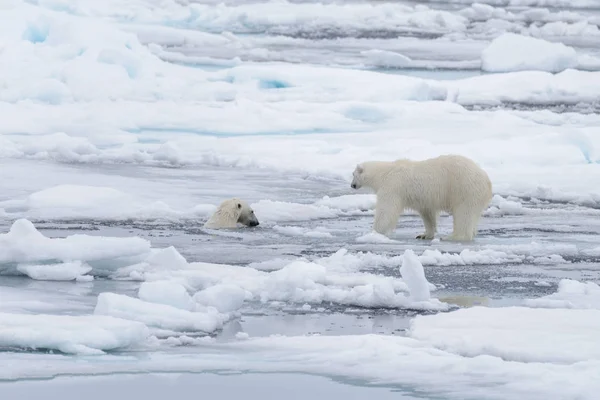 Deux Jeunes Ours Polaires Sauvages Jouent Sur Banquise Mer Arctique — Photo