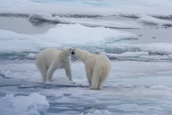 Deux Jeunes Ours Polaires Sauvages Jouent Sur Banquise Mer Arctique — Photo