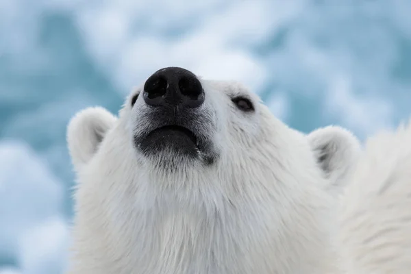 Cabeza Oso Polar Ursus Maritimus Cerca —  Fotos de Stock