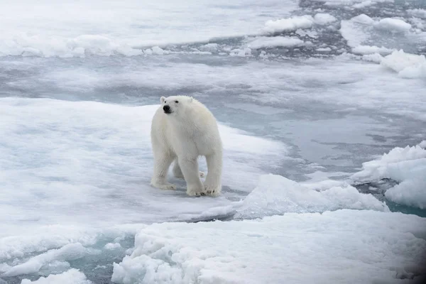 Divoký Lední Medvěd Ledě Arktickém Moři — Stock fotografie