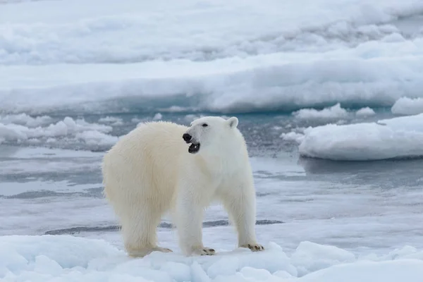 Oso Polar Salvaje Paquete Hielo Mar Ártico — Foto de Stock