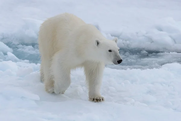 Urso Polar Selvagem Gelo Pacote Mar Ártico — Fotografia de Stock