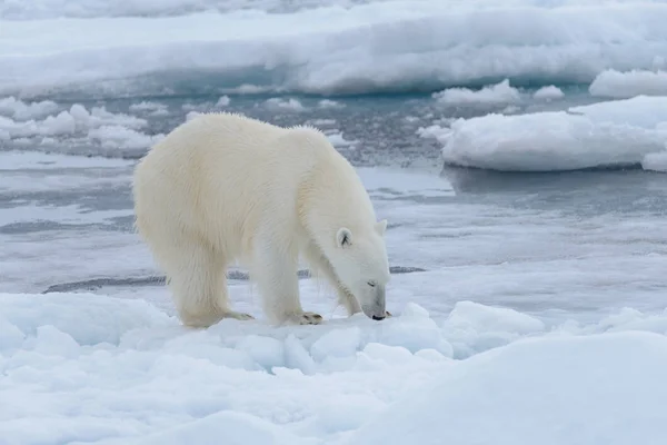 Oso Polar Salvaje Paquete Hielo Mar Ártico Cerca — Foto de Stock