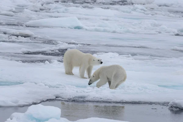 北極海の流氷で遊ぶ 若い野生のホッキョクグマは — ストック写真