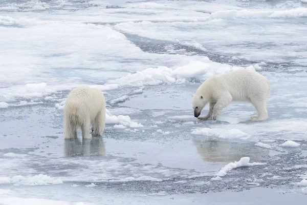 Two Young Wild Polar Bears Playing Pack Ice Arctic Sea — Stock Photo, Image