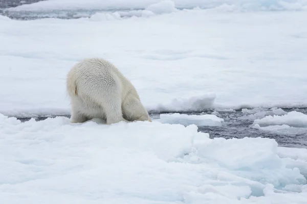 Två Unga Vilda Isbjörnar Spelar Packisen Arktiska Havet Norr Svalbard — Stockfoto