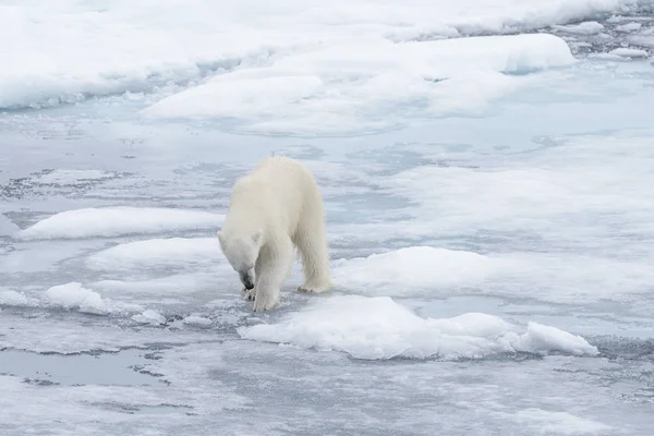 野生のホッキョクグマが北極海の氷の上に水を探して — ストック写真