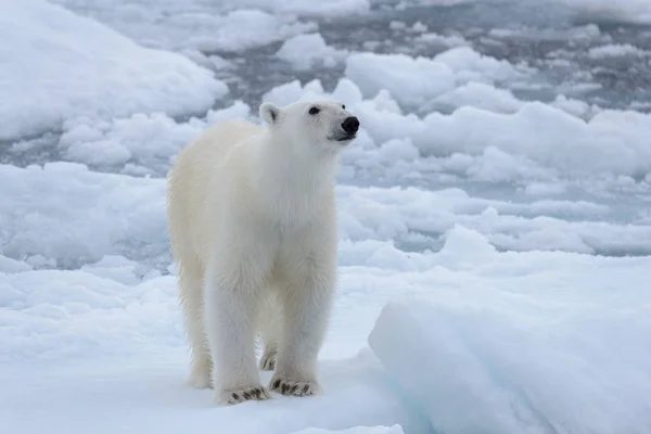 Wild Polar Bear Pack Ice Arctic Sea Close — Stock Photo, Image