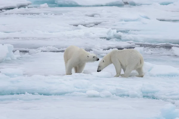 Deux Jeunes Ours Polaires Sauvages Jouent Sur Banquise Mer Arctique — Photo