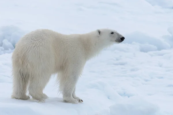 Wild Polar Bear Pack Ice Arctic Sea Close Royalty Free Stock Photos