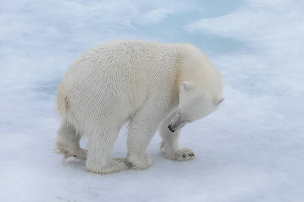 Kutup Ayısı Ursus Maritimus Paketi Buz Kuzey Spitsbergen Adası Svalbard Telifsiz Stok Fotoğraflar