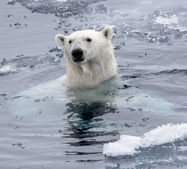 Белый Медведь Ursus Maritimus Плавает Арктическом Море Крупным Планом Лицензионные Стоковые Фото