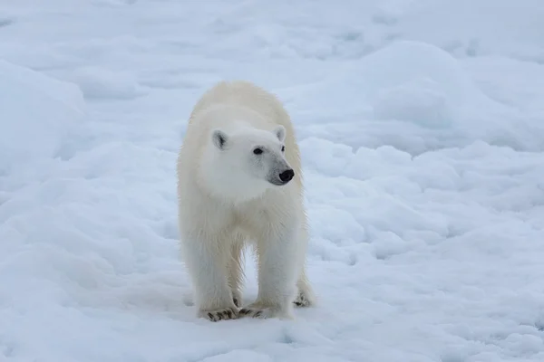 北極海の氷に野生のホッキョクグマをクローズ アップ ロイヤリティフリーのストック画像