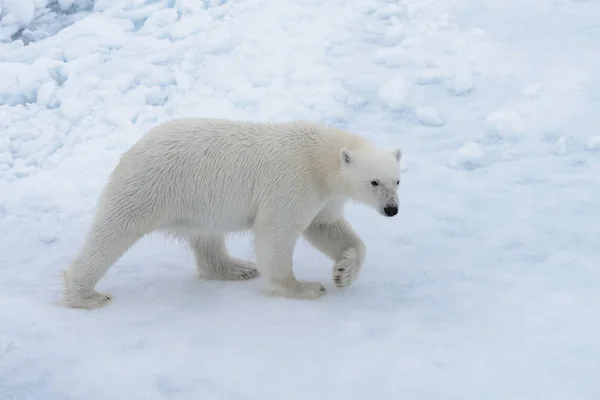 Wild Polar Bear Pack Ice Arctic Sea Royalty Free Stock Images