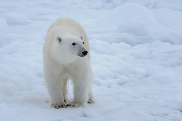 Arctic Deniz Buz Paketi Üzerinde Yabani Kutup Ayısı Yakın Çekim Stok Resim