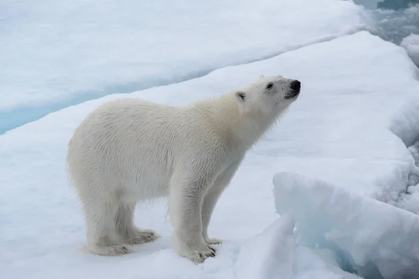 Дикий Белый Медведь Паковом Льду Арктике Стоковое Изображение