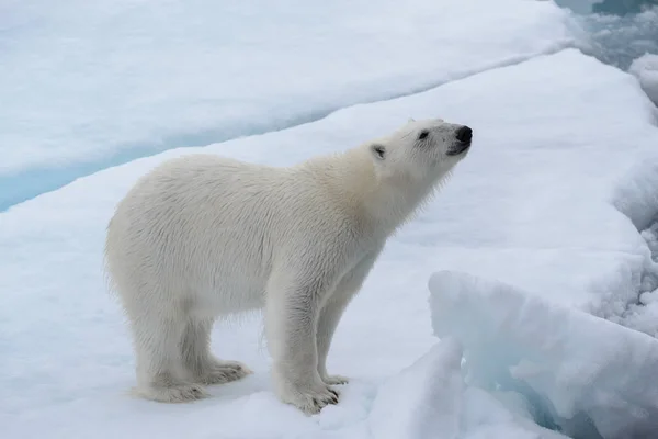 Ours Polaire Sauvage Sur Banquise Mer Arctique Images De Stock Libres De Droits