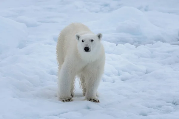 北極海の氷に野生のホッキョクグマをクローズ アップ ストックフォト