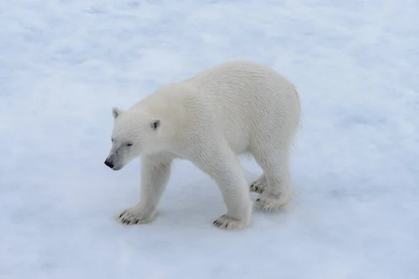 Wild Polar Bear Pack Ice Arctic Sea Stock Photo