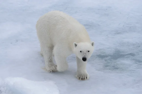 Oso Polar Ursus Maritimus Paquete Hielo Norte Isla Spitsbergen Svalbard Fotos De Stock