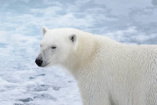 Niedźwiedź Polarny Ursus Maritimus Głowica Bliska Zdjęcia Stockowe bez tantiem