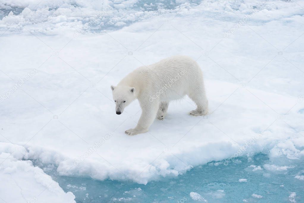 Wild polar bear on pack ice in Arctic sea