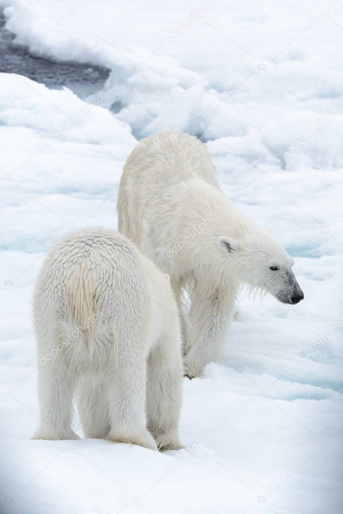 Two young wild polar bears playing on pack ice in Arctic sea, north of Svalbard