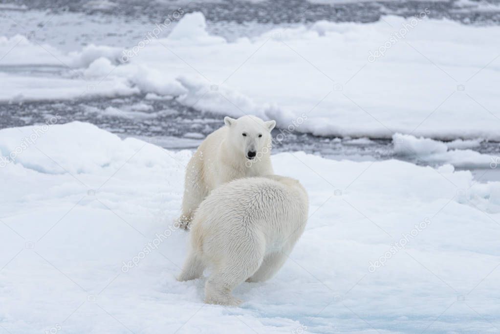 Two young wild polar bears playing on pack ice in Arctic sea