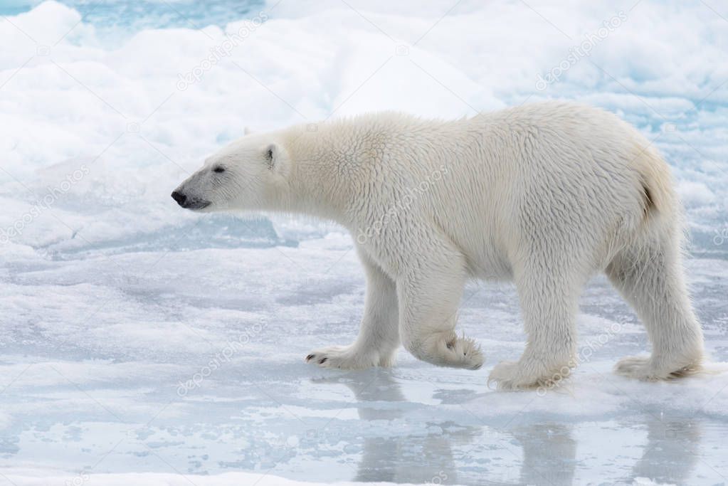 Wild polar bear going in water on pack ice in Arctic sea