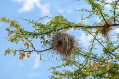 Afrika savana yuvada