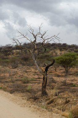Güzel Afrika manzaralı