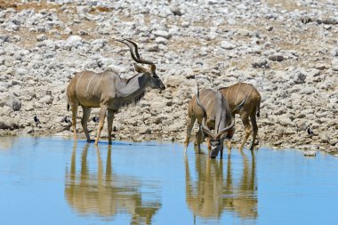 Afrika savana kudu antilop