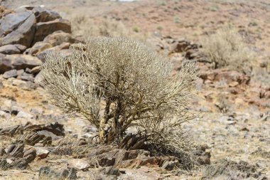 Güzel Afrika manzaralı